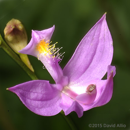 Orchidaceae Calopogon tuberosus Bletia tuberosa Cathea tuberosa Limodorum tuberosum Helleborine tuberosa Tuberous Bearded Grasspink Orchid