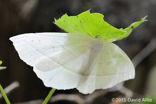 Geometridae Ennominae Campaea perlata Pale Beauty