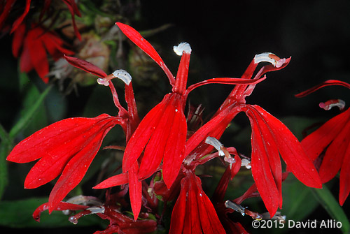 Campanulaceae Lobelia cardinalis Cardinalflower