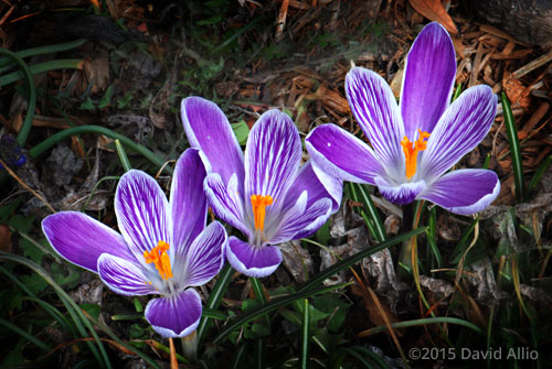 Iridaceae Crocus vernus Dutch Crocus Spring Crocus