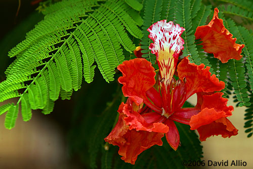 Fabaceae Delonix regia Royal Poinciana