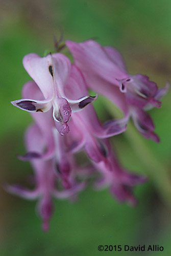 Fumariaceae Dicentra eximia Turkey Corn Bleeding Heart