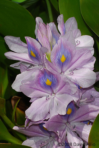 Pontederiaceae Eichhornia crassipes Water Hyacinth