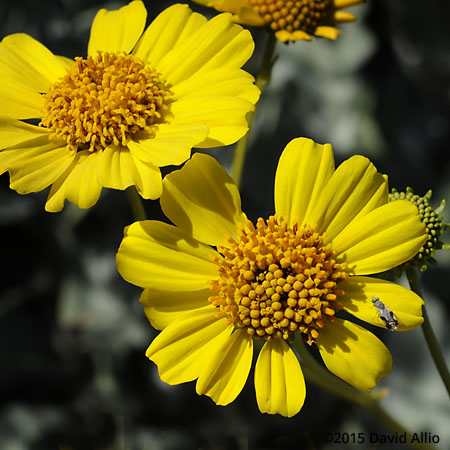 Asteraceae Encelia farinosa brittlebush