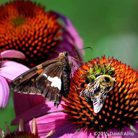 Apidae Common Eastern Bumble Bee Bombus impatiens Hesperiidae Silver-Spotted Skipper Epargyreus clarus Asteraceae Eastern Purple Coneflower Echinacea purpurea