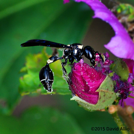 Vespidae Eumenes fraternus Potter Wasp Malvaceae Hibiscus syriacus Rose of Sharon Althea