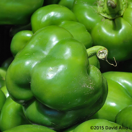 Green Peppers Saturday Charleston Farmers Market South Carolina