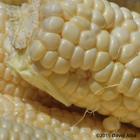 White Corn Saturday Charleston Farmers Market South Carolina