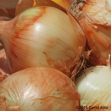 Yellow Onions Saturday Charleston Farmers Market South Carolina