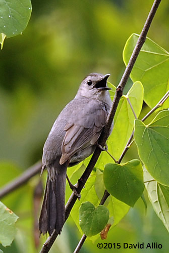 Mimidae Dumetella carolinensis Gray Catbird Fabaceae Cercis canadensis Eastern Redbud