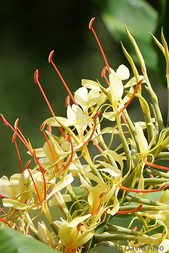Zingiberaceae Hedychium gardnerianum Kahili Ginger