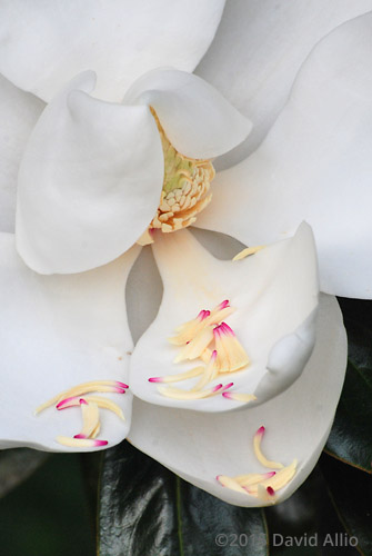 Magnoliaceae Magnolia grandiflora Southern Magnolia