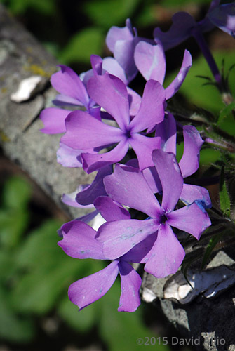 Polemoniaceae Mountain Phlox ovata Wideflower Phlox latifolia