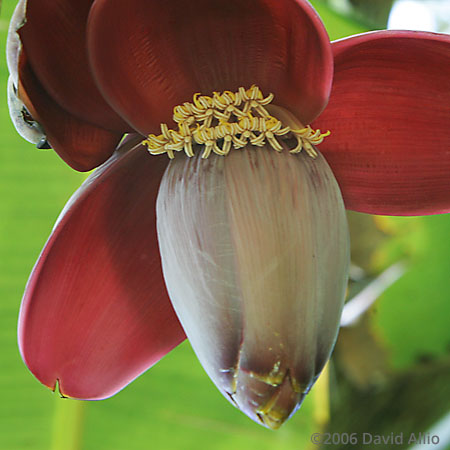 Musaceae Musa troglodytarum Banana