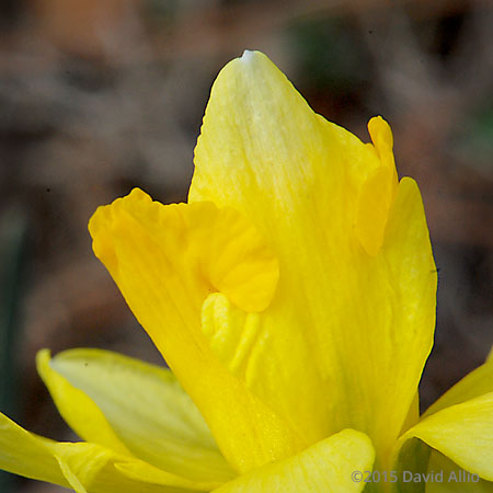 Liliaceae Narcissus pseudonarcissus Daffodil