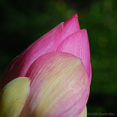 Indian Lotus Nelumbo nucifera