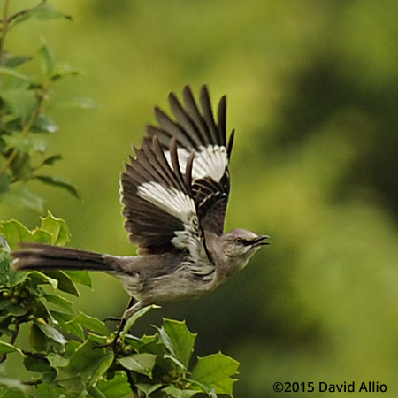 Northern Mockingbird Mimus polyglottos American Holly Ilex opaca