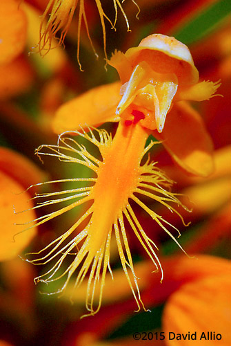 Orchidaceae Platanthera ciliaris Orange fringed orchid Yellow fringed orchid