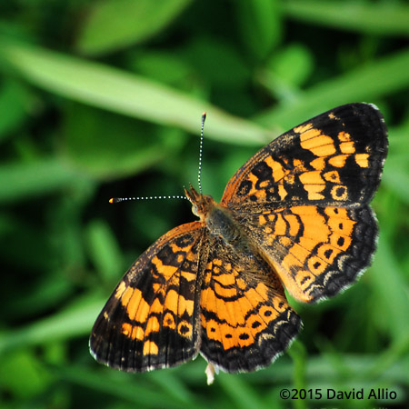 Nymphalidae Pearl Crescent Phyciodes tharos Fabaceae White Dutch clover Ladino clover Trifolium repens