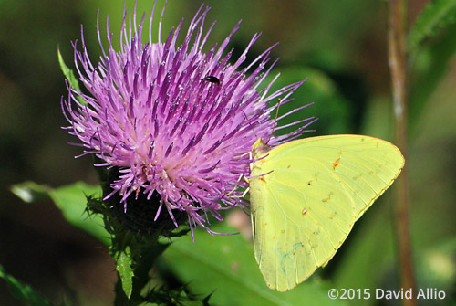 Pieridae Phoebis sennae Cloudless Sulphur Asteraceae Cirsium altissimum Tall Thistle