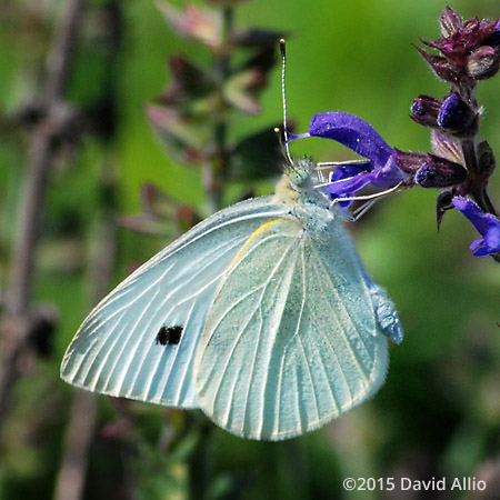 Pierinae Pieris rapae Cabbage White Lamiaceae Hidcote Lavender Lavandula angustifolia