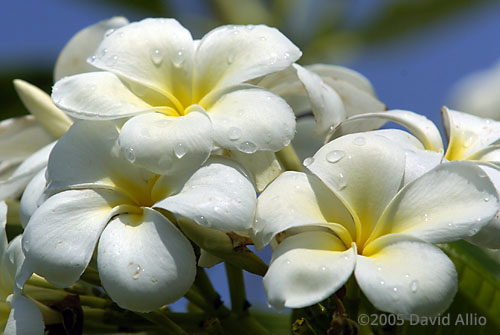 Apocynaceae Plumeria rubra Templetree