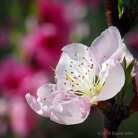 Rosaceae Prunus persica Peach