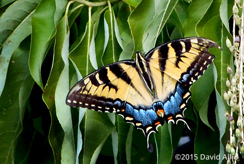 Papilioninae Pterourus glaucus Eastern Tiger Swallowtail Ericaceae Oxydendrum arboreum Sourwood Sorrel-tree