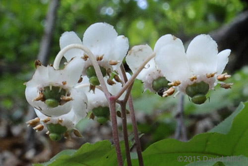 Pyrolaceae Chimaphila maculata Spotted Wintergreen Pipsissewa Striped Princes Pine Dragons Tongue