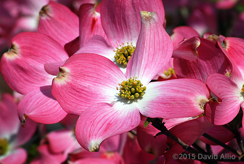 Cornaceae Flowering Dogwood Cornus florida