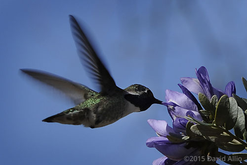 Fabaceae Sophora arizonica Arizona necklacepod Trochilidae Calypte costae Costas hummingbird