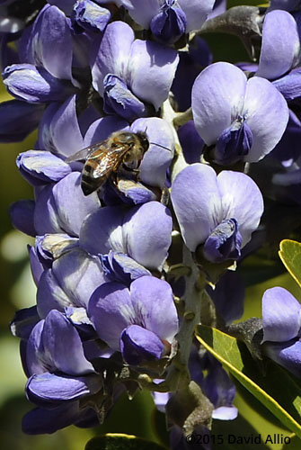 Fabaceae Sophora secundiflora Mescal Bean Texas Mountain Laurel Apidae Apis mellifera Western honey bee