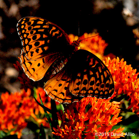 Nymphalidae Heliconiinae Speyeria atlantis Atlantis Fritillary Asclepiadaceae Asclepias tuberosa Orange Milkweed Butterfly Milkweed Pleurisy Root Chigger flower