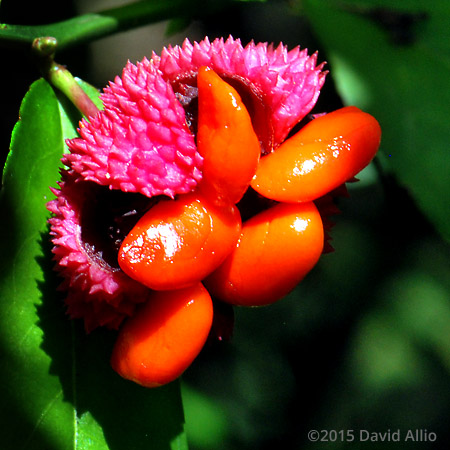 Celastraceae Strawberry Bush Euonymus Americanus Bursting Heart Wahoo Celastraceae Strawberry Bush Euonymus Americanus Bursting Heart Wahoo