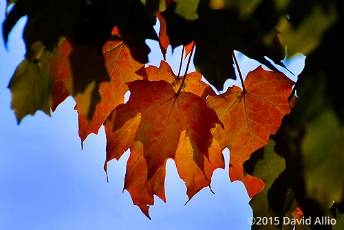 Autumn Sugar Maple Acer saccharum Covington Indiana Autumn Sugar Maple Acer saccharum Covington Indiana