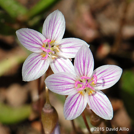 Portulacaceae Claytonia virginica Virginia springbeauty