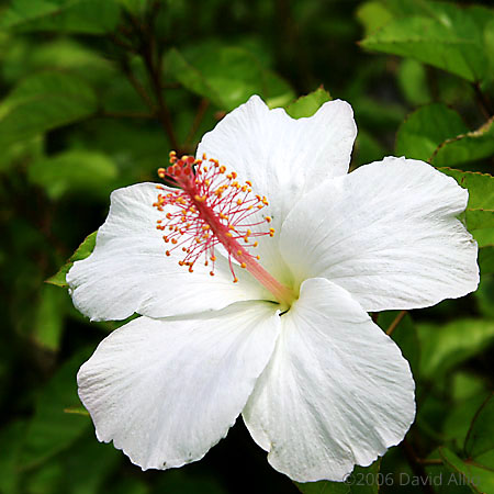 Kokiʻo keʻokeʻo Hibiscus waimeae White Kauaʻi Rosemallow