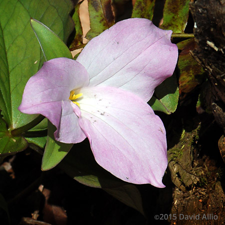 Liliaceae White Trillium grandiflorum