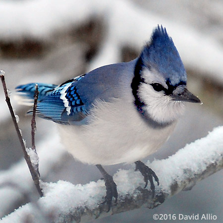 Corvidae Cyanocitta cristata Blue Jay