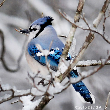 Corvidae Cyanocitta cristata Blue Jay