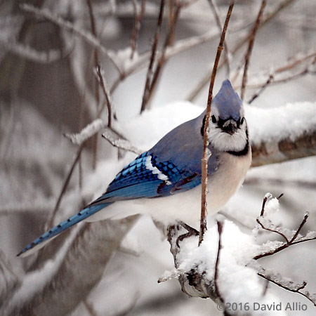 Corvidae Cyanocitta cristata Blue Jay