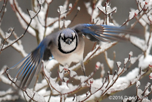 Corvidae Cyanocitta cristata Blue Jay