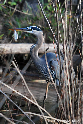 Ardeidae Ardea herodias Great Blue Heron Ardeidae Ardea herodias Great Blue Heron
