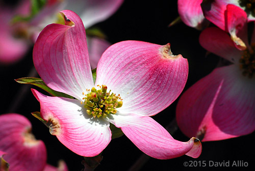 Cornaceae Flowering Dogwood Cornus florida