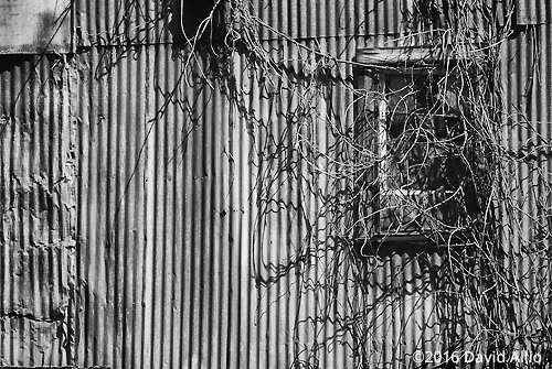 Vine-Covered Window Anderson Mill Spartanburg County South Carolina Historic Landmark Series