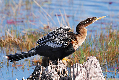 Water Turkey Anhingidae Anhinga anhinga St Marks National Wildlife Refuge Walkulla County Florida