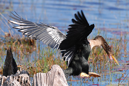 Repositioning Anhingidae Anhinga anhinga St Marks National Wildlife Refuge Walkulla County Florida