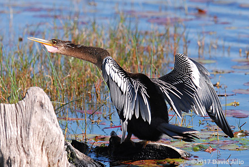 Breeding Plumage Anhingidae Anhinga anhinga St Marks National Wildlife Refuge Walkulla County Florida