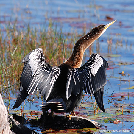 Anhingidae Anhinga anhinga St Marks National Wildlife Refuge Walkulla County Florida