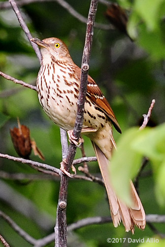 Brown Thrasher Toxostoma rufum Mimidae Back Yard Wildlife Upstate South Carolina